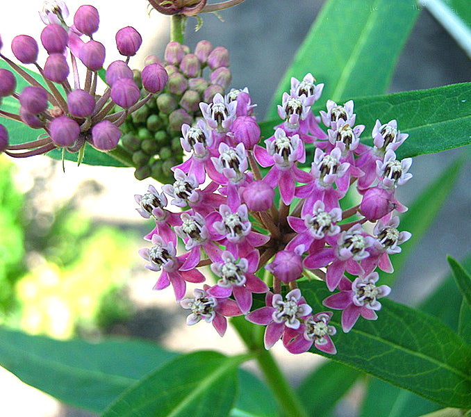 Asclepias incarnata Cinderella - 3.5"