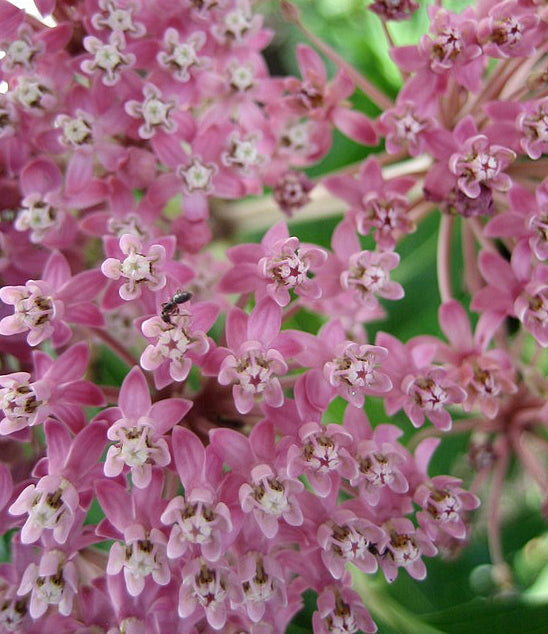 Asclepias incarnata Cinderella - 3.5"