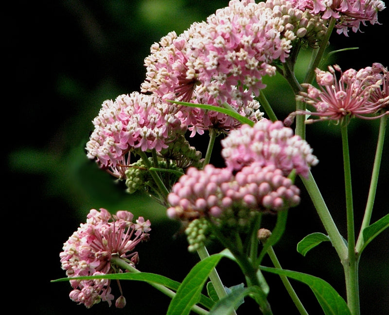 Asclepias incarnata Cinderella - 3.5"