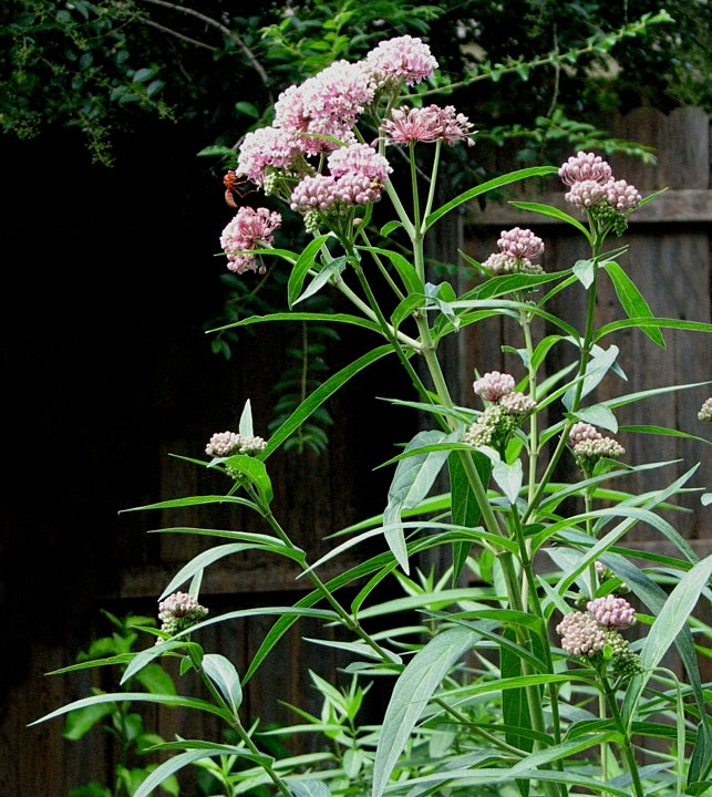 Asclepias incarnata Cinderella - 3.5"