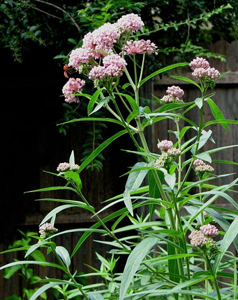 Asclepias incarnata Cinderella - 3.5"