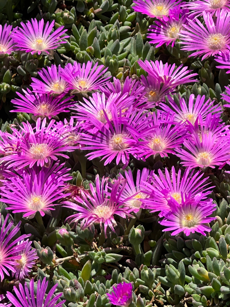 Delosperma Table Mountain J Proffit - 3.5"