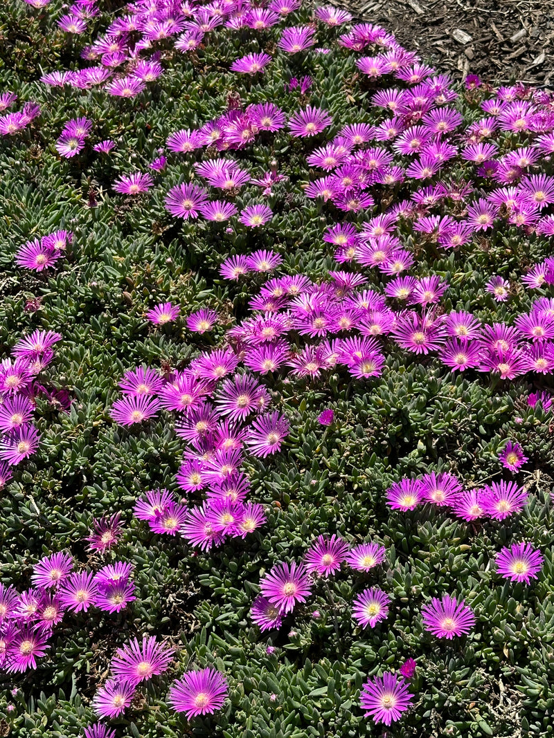 Delosperma Table Mountain J Proffit - 3.5"