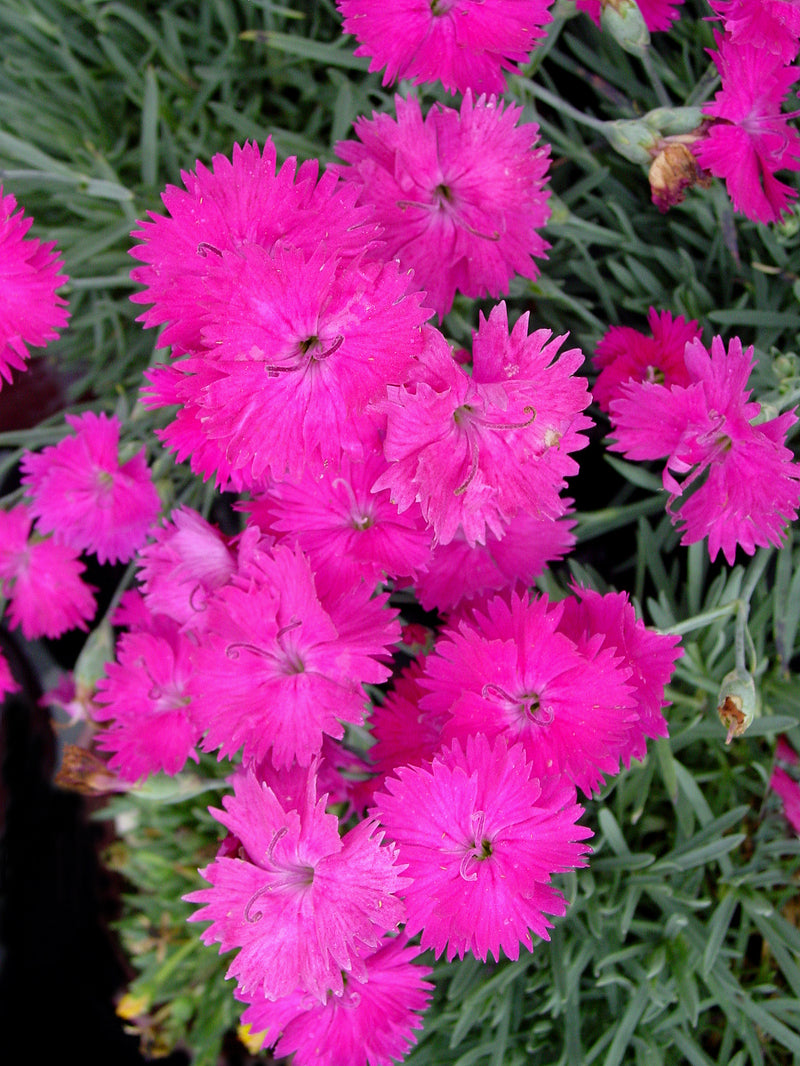 Dianthus Neon Star - Quart