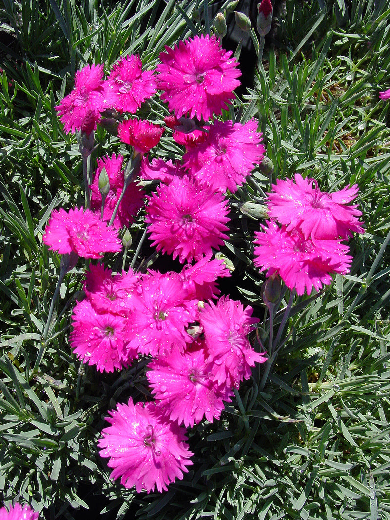 Dianthus Neon Star - Quart
