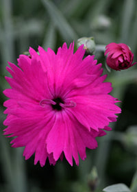 Dianthus Neon Star - Quart