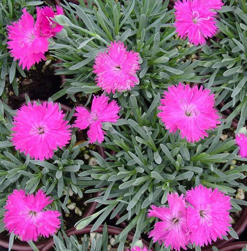Dianthus Neon Star - Quart