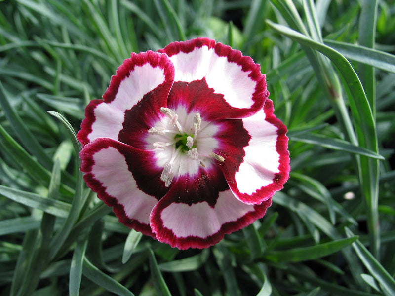Dianthus Raspberry Swirl - Quart
