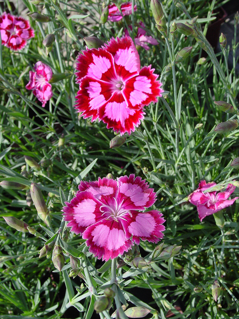 Dianthus Raspberry Swirl - Quart