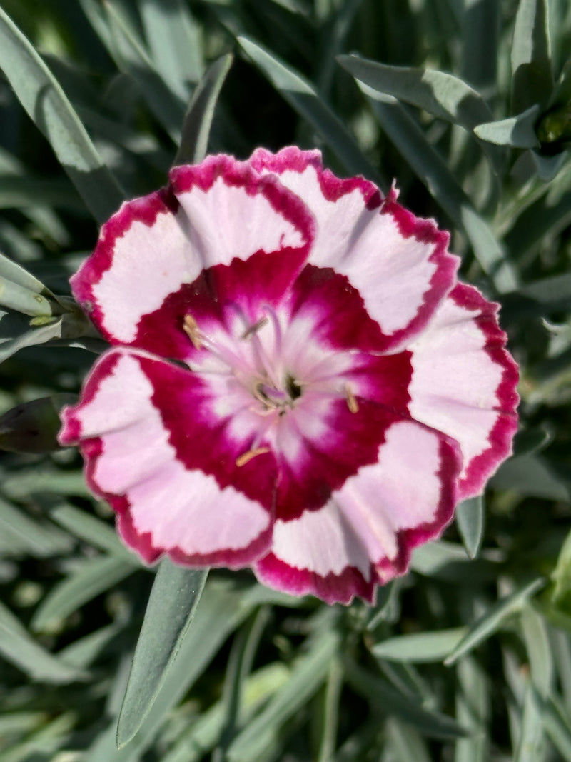 Dianthus Raspberry Swirl - Quart