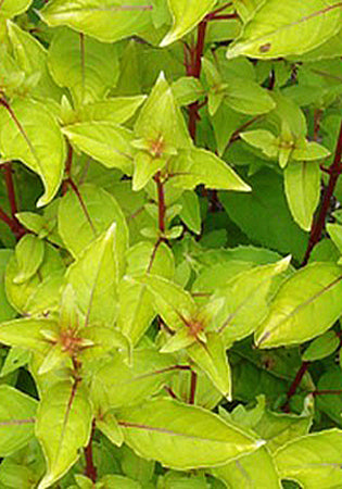 Fuchsia Golden Gate - 1 Gallon