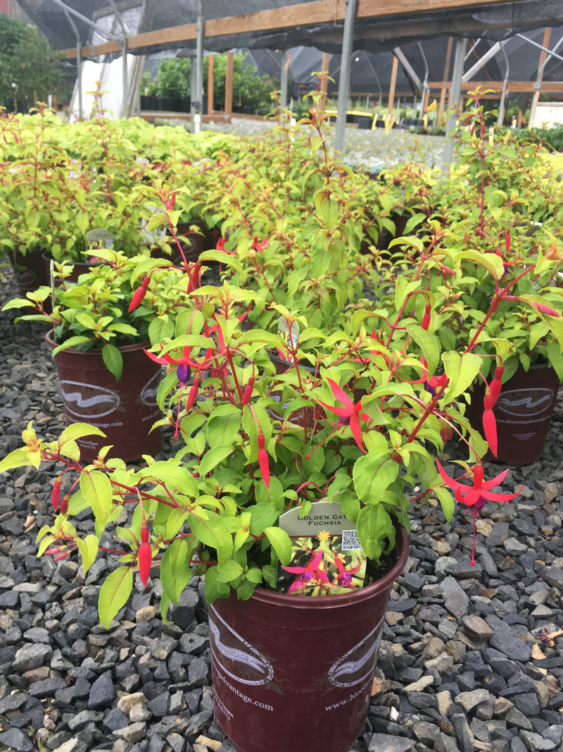 Fuchsia Golden Gate - 1 Gallon