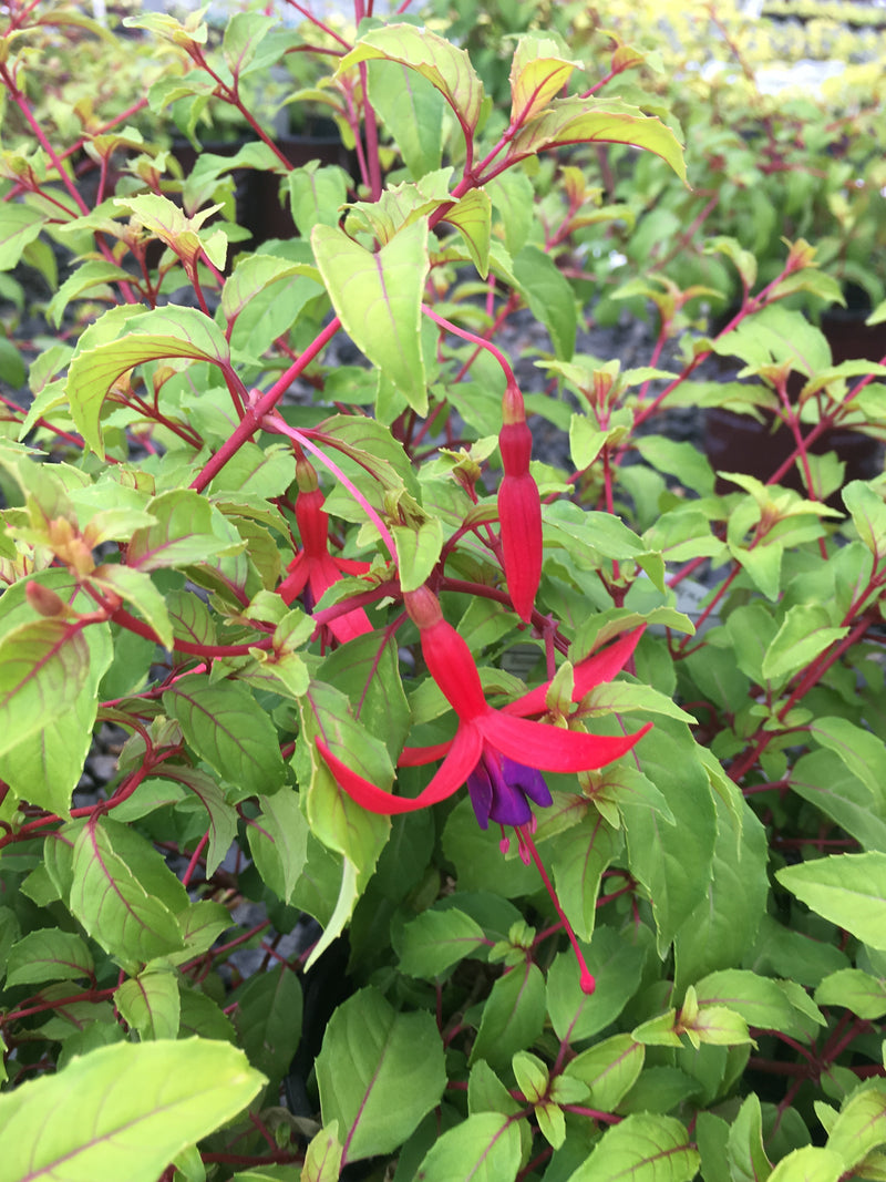 Fuchsia Golden Gate - 1 Gallon