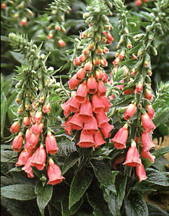 Digitalis Apricot - 3.5"