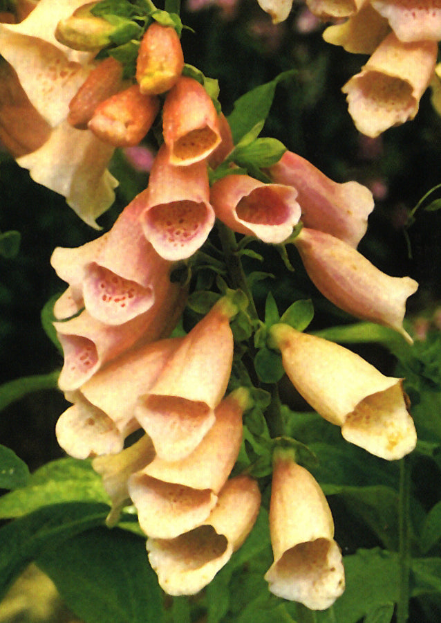 Digitalis Apricot - 3.5"