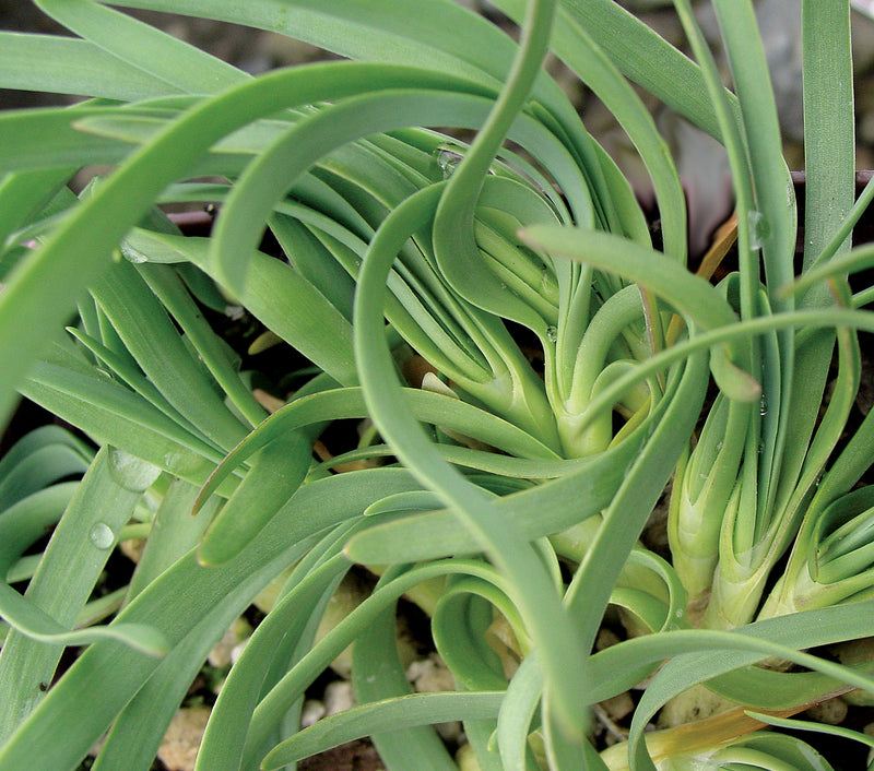 Allium Glaucum - Quart
