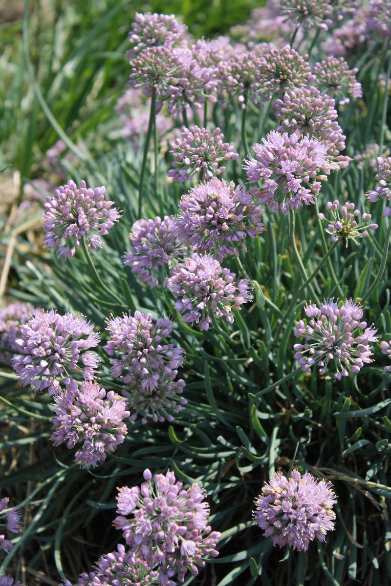 Allium Glaucum - Quart