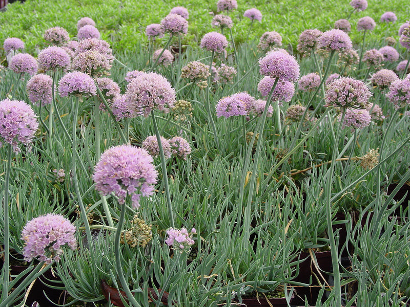 Allium Glaucum - Quart