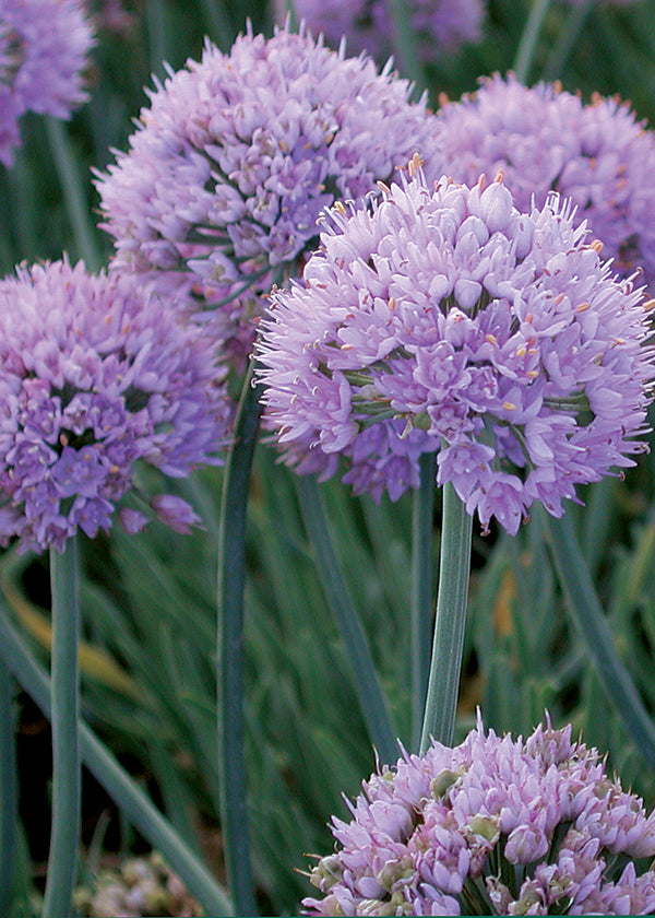 Allium Glaucum - Quart