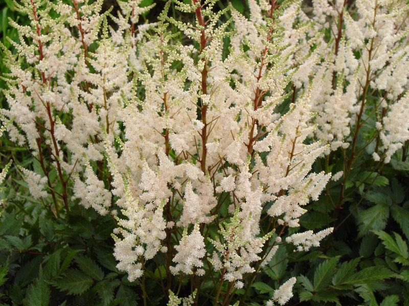 Astilbe Bridal Veil - 1 Gallon