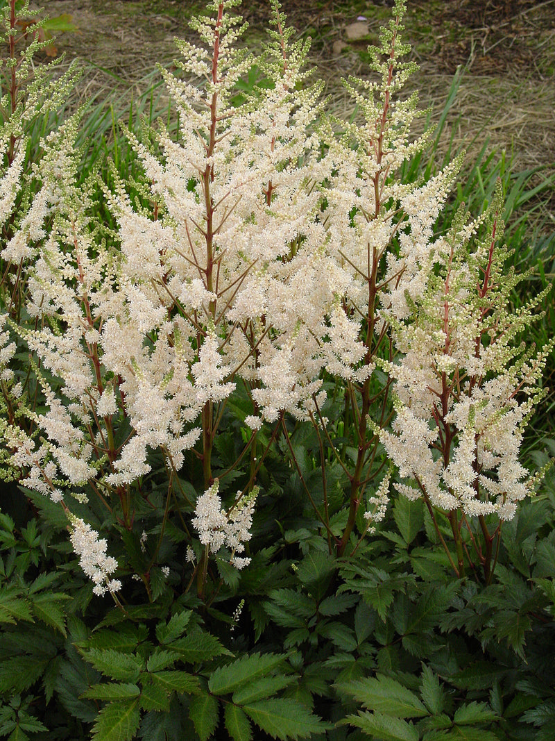 Astilbe Bridal Veil - 1 Gallon