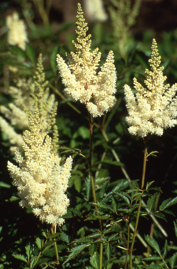 Astilbe Bridal Veil - 1 Gallon