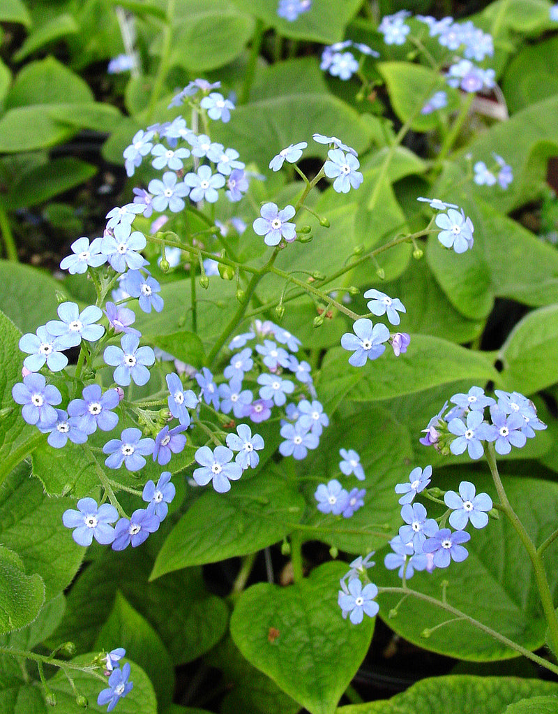 Brunnera macrophylla - 1 Gallon