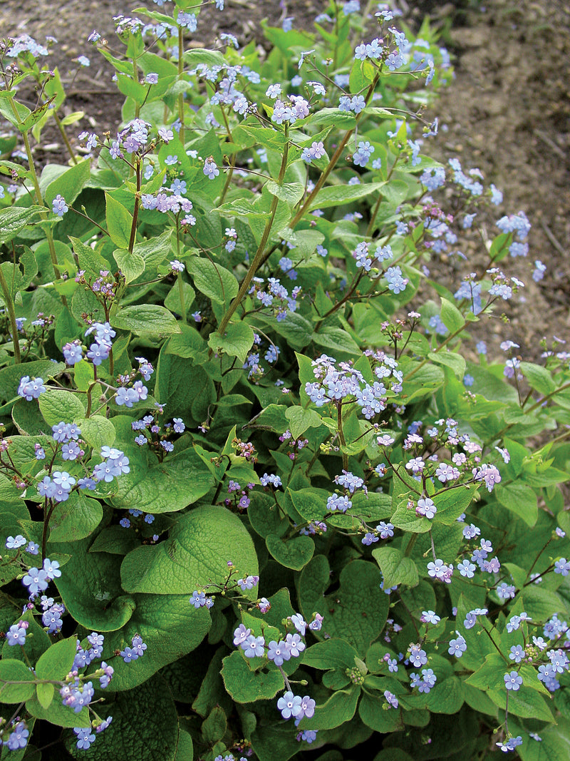Brunnera macrophylla - 1 Gallon