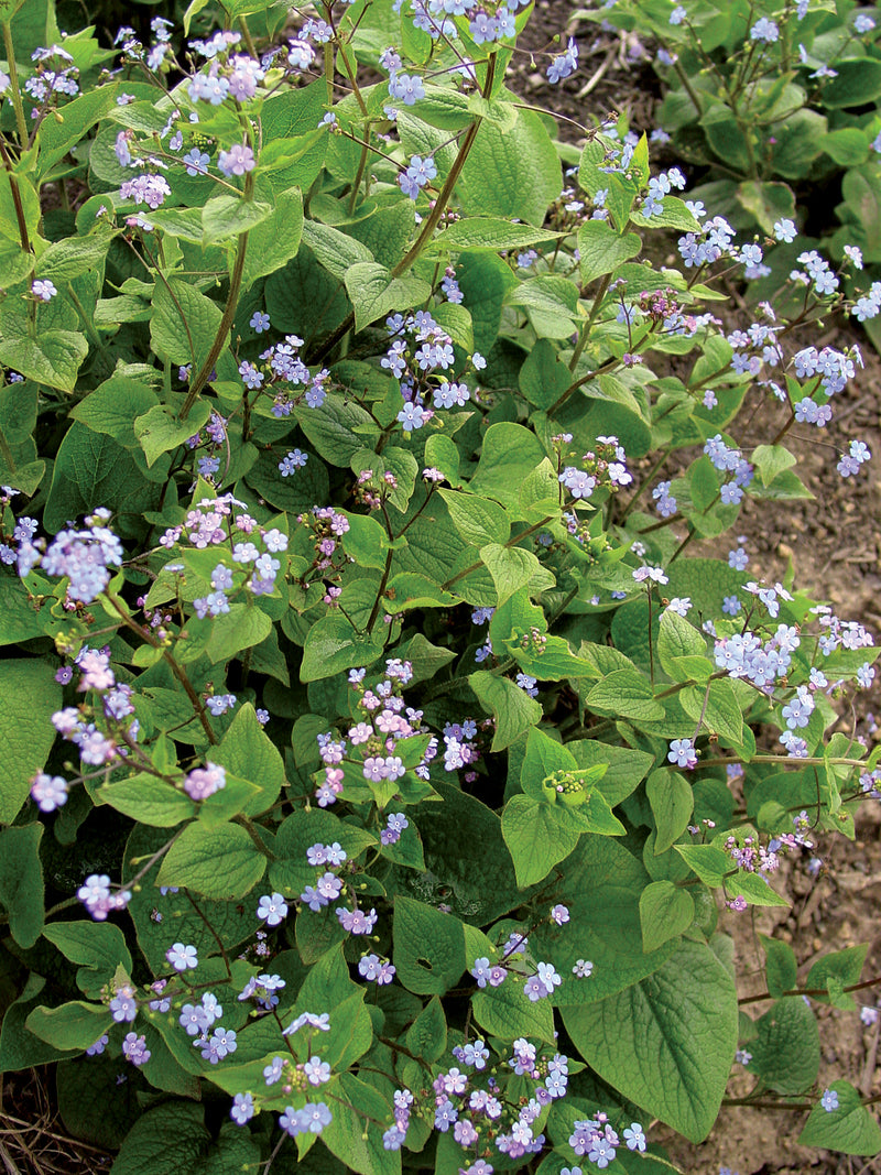 Brunnera macrophylla - 1 Gallon