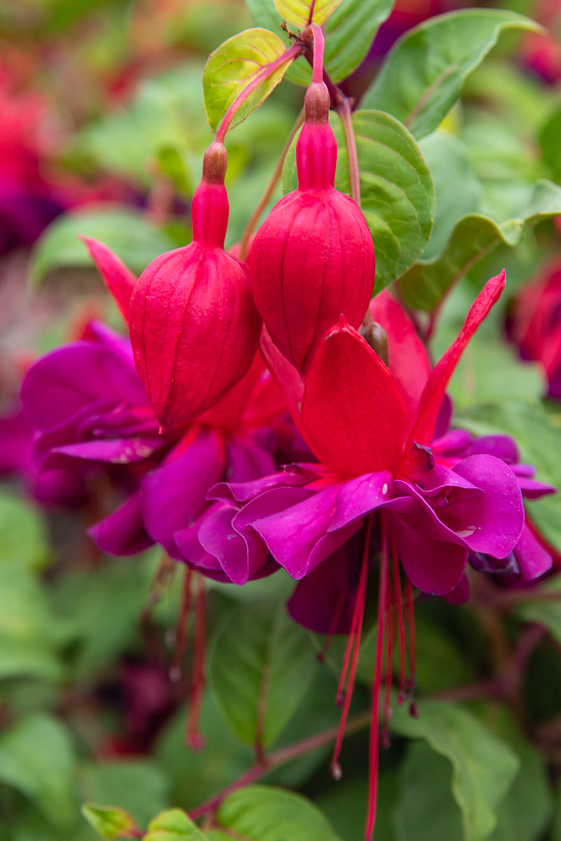 Fuchsia Double Otto - 1 Gallon