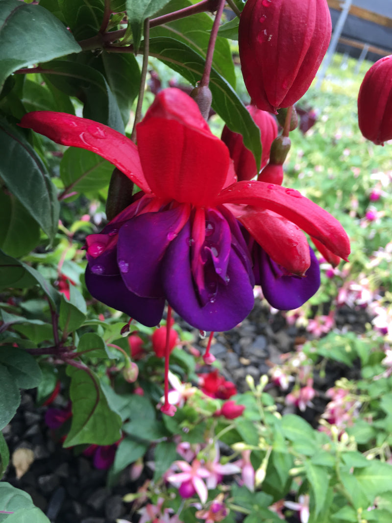 Fuchsia Double Otto - 1 Gallon