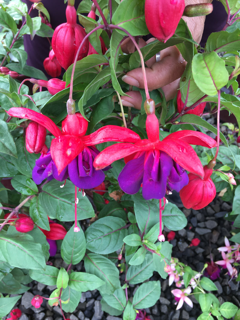 Fuchsia Double Otto - 1 Gallon