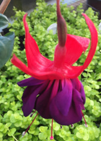 Fuchsia Double Otto - 1 Gallon