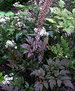 Cimicifuga Hillside Black Bea - 1 Gallon