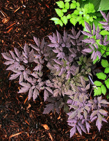 Cimicifuga Hillside Black Bea - 1 Gallon