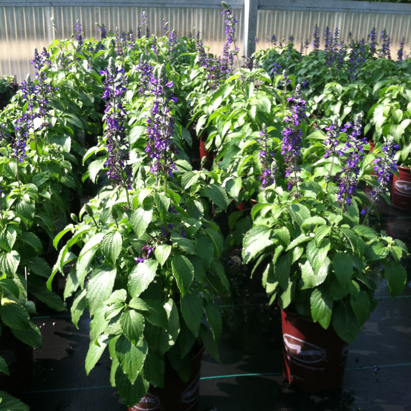 Salvia Indigo Spires - 1 Gallon