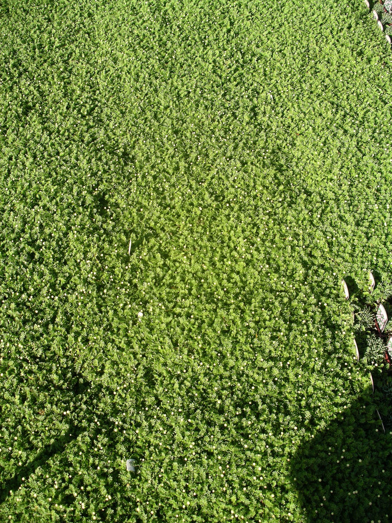 Achillea Brass Buttons - 3.5"