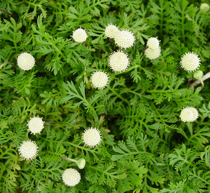 Achillea Brass Buttons - 3.5"