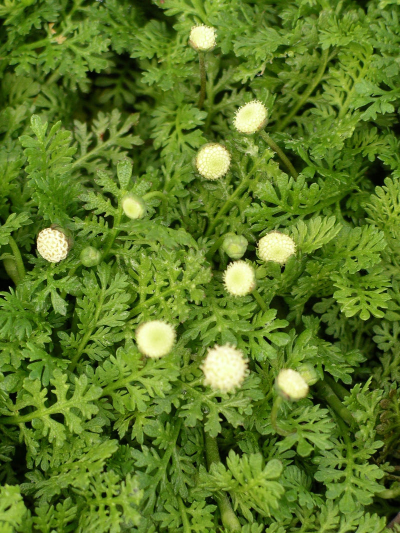Achillea Brass Buttons - 3.5"