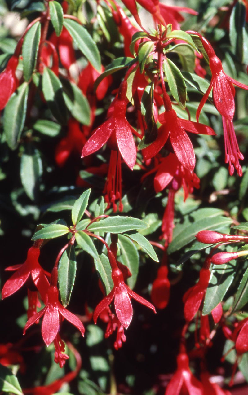 Fuchsia Little Giant - 1 Gallon