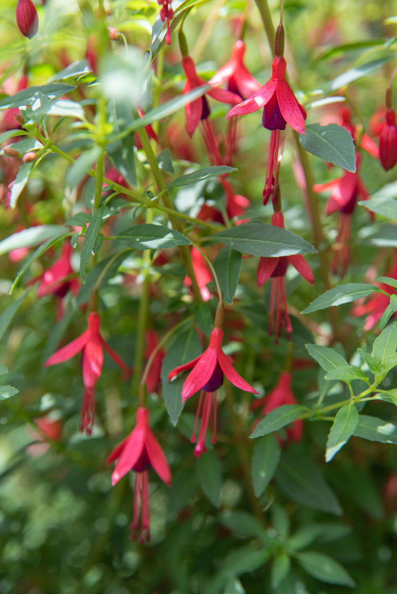 Fuchsia Little Giant - 1 Gallon