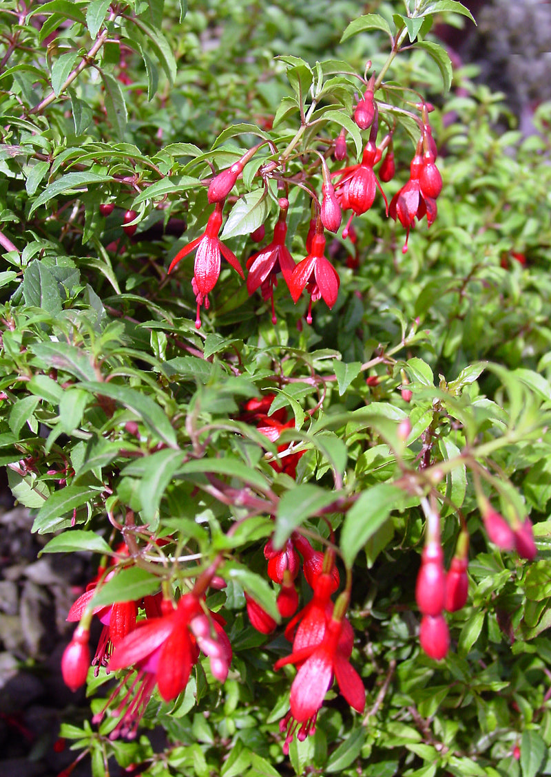 Fuchsia Little Giant - 1 Gallon