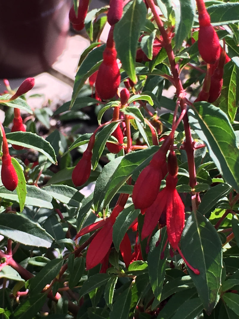 Fuchsia Little Giant - 1 Gallon