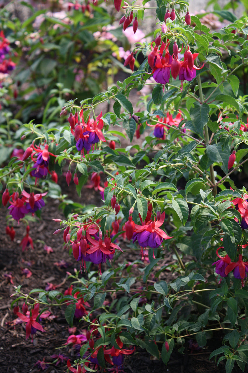 Fuchsia Army Nurse - 1 Gallon