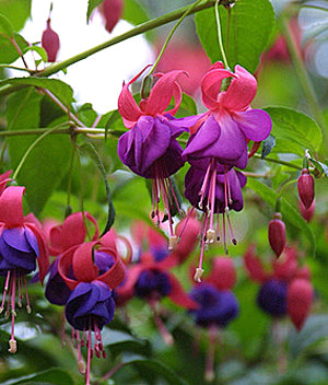 Fuchsia Army Nurse - 1 Gallon