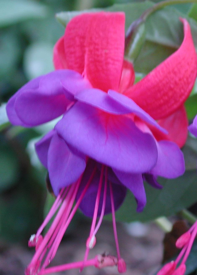 Fuchsia Army Nurse - 1 Gallon
