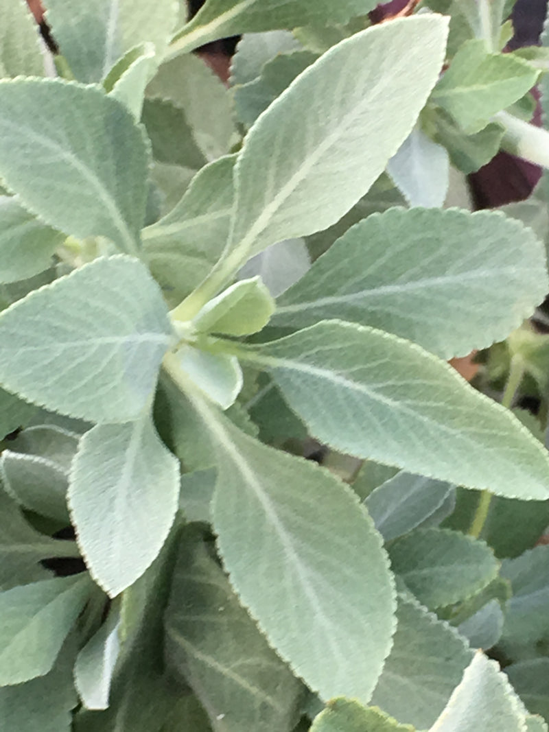 Sage Sacred - 1 Gallon