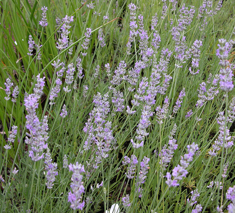 Lavender Fred Boutin - Quart