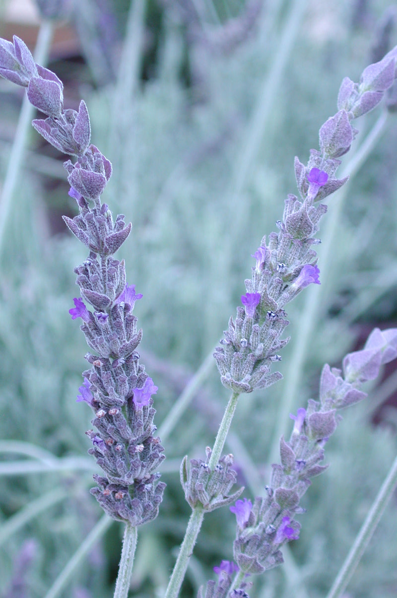 Lavender Fred Boutin - Quart