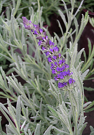 Lavender Goodwin Creek Grey - Quart